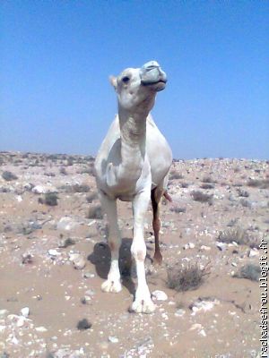 le chameau ou laayoune